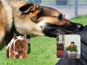 Đi tù vì để chó nhà nuôi cắn người