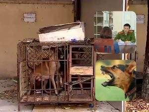 Khởi tố chủ chó cắn chết người ở Vĩnh Phúc